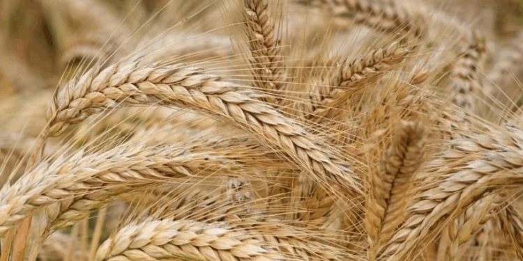 В Україні аграрії зібрали вже понад 40 мільйонів тонн зернових – Экономика