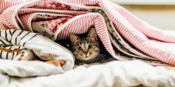 З 12 листопада міський контакт-центр 15-80 розпочав прийом заявок споживачів стосовно відсутності опалення – опалювальний сезон у Запоріжжі, тепло у будинках | Новости Запорожья