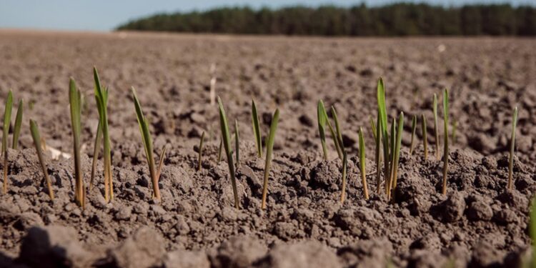 Житомирщина завершує осінню посівну: понад 96% озимих культур уже висіяно | Журнал Житомира