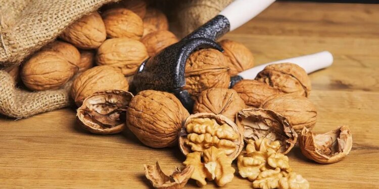 Фермери з Одещини створили горіховий сад на 105 га і готуються до світового ринку – ЭКОНОМИКА