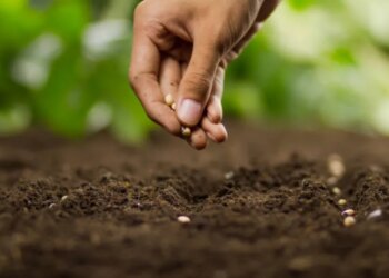 Стало відомо, яке насіння на зиму слід класти в холодильник – ЭКОНОМИКА