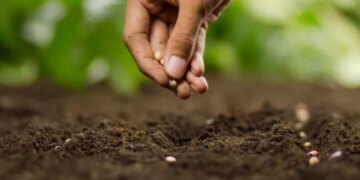 Стало відомо, яке насіння на зиму слід класти в холодильник – ЭКОНОМИКА