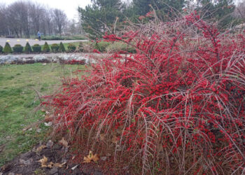 Яка погода очікується у Запоріжжі – прогноз Укргідрометцентру на 1, 2, 3 грудня | Новости Запорожья