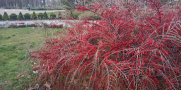 Яка погода очікується у Запоріжжі – прогноз Укргідрометцентру на 1, 2, 3 грудня | Новости Запорожья