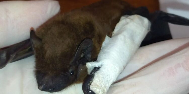 Кажани опинились на вулиці: у Полтаві викидали з вікон ссавців