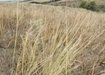 На Черкащині погодили створення ботанічної пам’ятки природи для охорони червонокнижної рослини