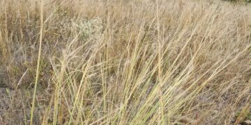 На Черкащині погодили створення ботанічної пам’ятки природи для охорони червонокнижної рослини