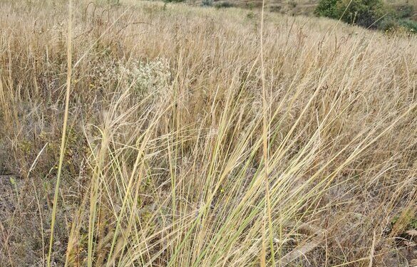 На Черкащині погодили створення ботанічної пам’ятки природи для охорони червонокнижної рослини