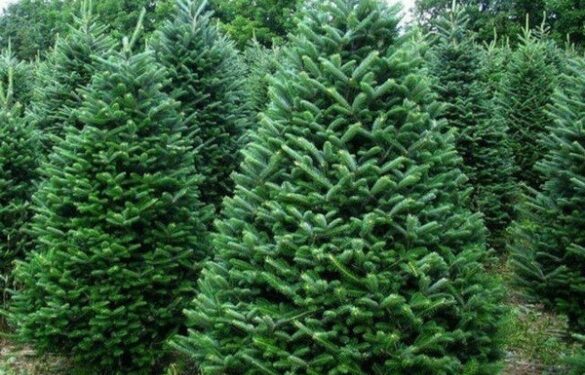 На Черкащині стартують ярмарки різдвяних дерев