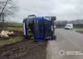 На Уманщині перекинулася вантажівка зі свиньми (ФОТО)