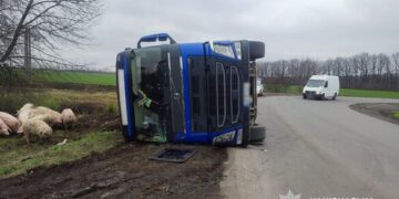 На Уманщині перекинулася вантажівка зі свиньми (ФОТО)