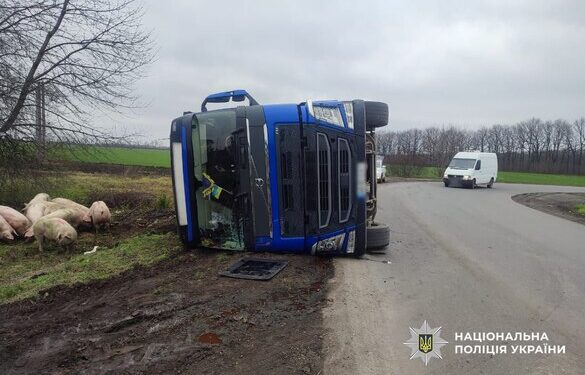 На Уманщині перекинулася вантажівка зі свиньми (ФОТО)