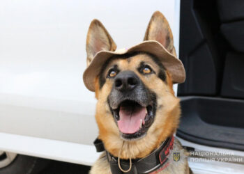 Німецька вівчарка з Роботиного служить у поліції Запоріжжя – історія собаки Мішель | Новости Запорожья