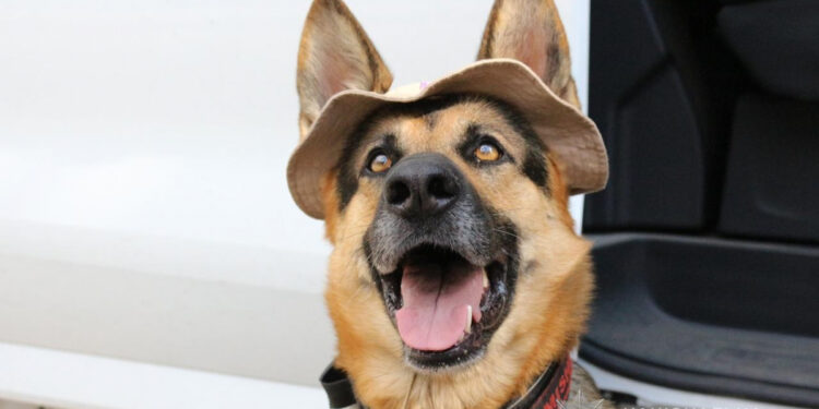 Німецька вівчарка з Роботиного служить у поліції Запоріжжя – історія собаки Мішель | Новости Запорожья