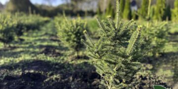 Під посиленим захистом: лісівники Столичної філії активізували боротьбу з незаконними вирубками ялинок | Журнал Житомира