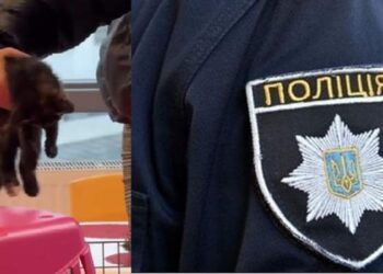 Поліція почала розслідувати смерть кошенят в одеському кафе :: Інтент :: Суспільно-політичне видання:: Регіональна мережа якісної журналістики