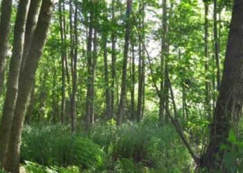 Природно-заповідний фонд області збільшився — Новости Черкасс