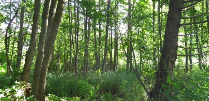 Природно-заповідний фонд області збільшився — Новости Черкасс