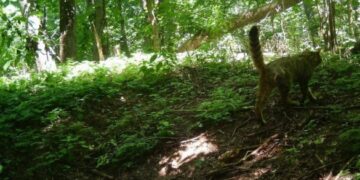 У Холодному Яру на Черкащині зафіксували рідкісного лісового кота