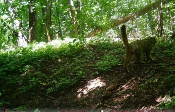 У Холодному Яру на Черкащині зафіксували рідкісного лісового кота