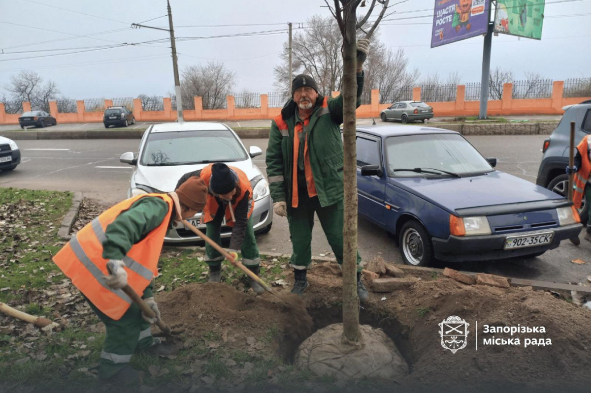У Запоріжжя висадили нові дерева — у парку та сквері з'являться сакури та сливи Пісарді (фото, відео)