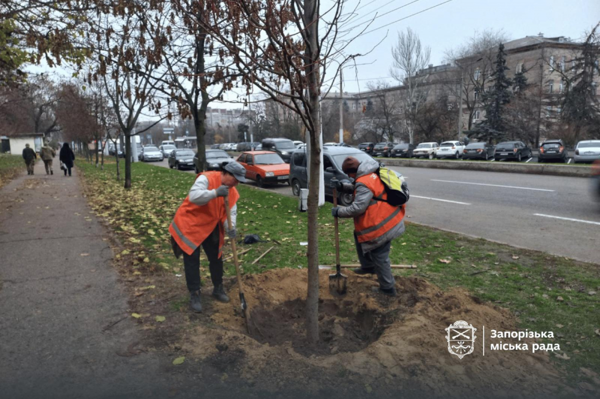 У Запоріжжя висадили нові дерева — у парку та сквері з'являться сакури та сливи Пісарді (фото, відео)