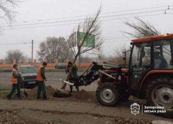 У Вознесенівському районі Запоріжжя висадили 36 лип – згодом з’являться сакури і сливи Пісарді | Новости Запорожья
