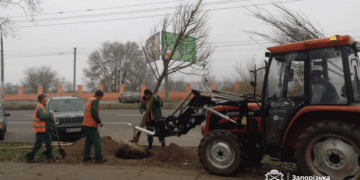 У Вознесенівському районі Запоріжжя висадили 36 лип – згодом з’являться сакури і сливи Пісарді | Новости Запорожья