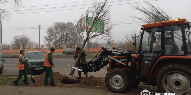У Вознесенівському районі Запоріжжя висадили 36 лип – згодом з’являться сакури і сливи Пісарді | Новости Запорожья