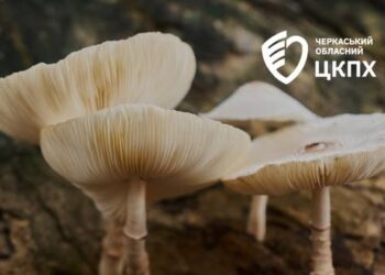 Вживав рядовки: черкащанин отруївся дикорослими грибами — Новости Черкасс