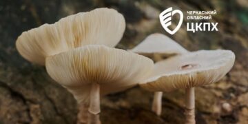 Вживав рядовки: черкащанин отруївся дикорослими грибами — Новости Черкасс