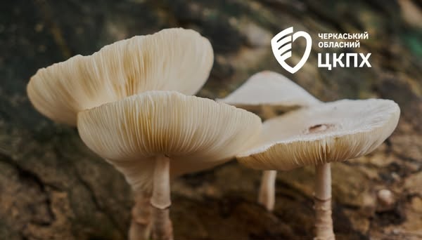 Вживав рядовки: черкащанин отруївся дикорослими грибами — Новости Черкасс