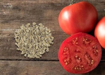 Стало відомо, коли сіяти насіння помідор взимку – ЭКОНОМИКА