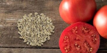 Стало відомо, коли сіяти насіння помідор взимку – ЭКОНОМИКА