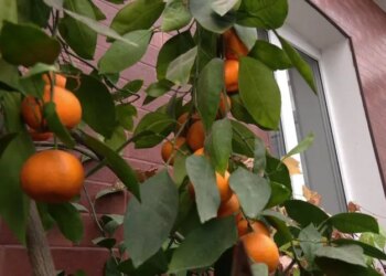 Врожай цитрусових на власній веранді збирає хмельничанин – ЭКОНОМИКА