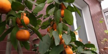 Врожай цитрусових на власній веранді збирає хмельничанин – ЭКОНОМИКА