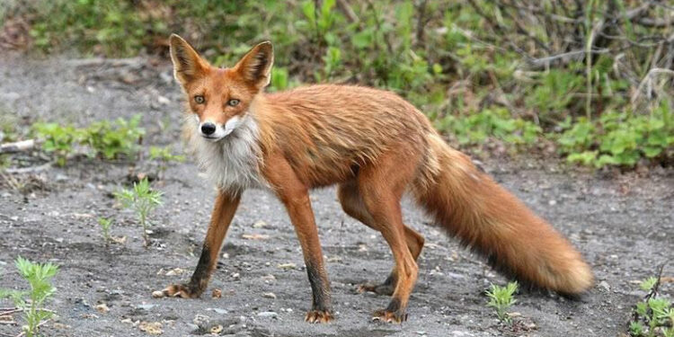 Через загрозу інфекцій: на Прикарпатті відстрілюватимуть диких свиней та червоних лисиць