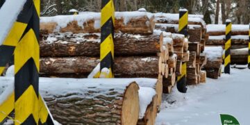ДП «Ліси України» запустило форвардні торги й законтрактувало 100% лісопродукції — Новини Черкащіни