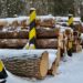 ДП «Ліси України» запустило форвардні торги й законтрактувало 100% лісопродукції — Новини Черкащіни