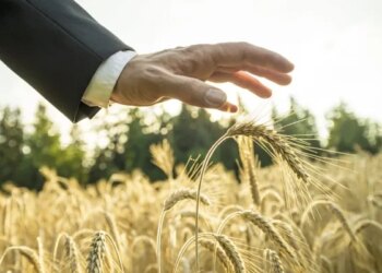 Уряд запускає державну підтримку страхування агропродукції – ЭКОНОМИКА