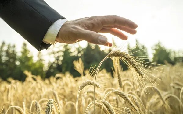 Уряд запускає державну підтримку страхування агропродукції – ЭКОНОМИКА