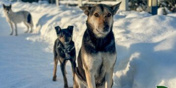 Коли мороз не лякає: як лісівники Житомирщини зігрівають безпритульних тварин | Журнал Житомира