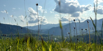 Лазівка в судовій практиці: як на Івано-Франківщині повертають землі з незаконної приватизації