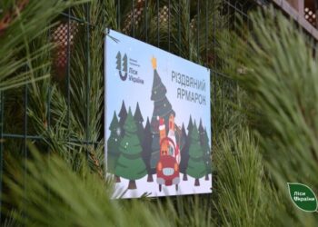 На Черкащині продали майже 7 тисяч різдвяних ялинок