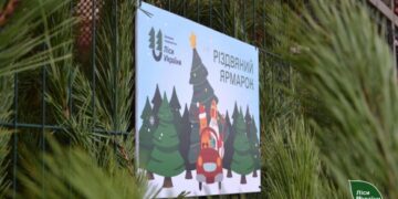 На Черкащині продали майже 7 тисяч різдвяних ялинок