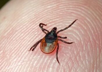 На Львівщині фіксують рекордний спалах хвороби Лайма