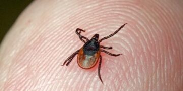 На Львівщині фіксують рекордний спалах хвороби Лайма