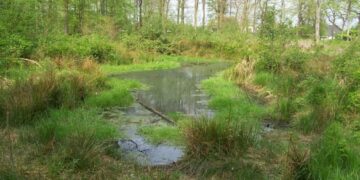 На Звенигородщині чоловіка засудили за безгосподарське використання земель