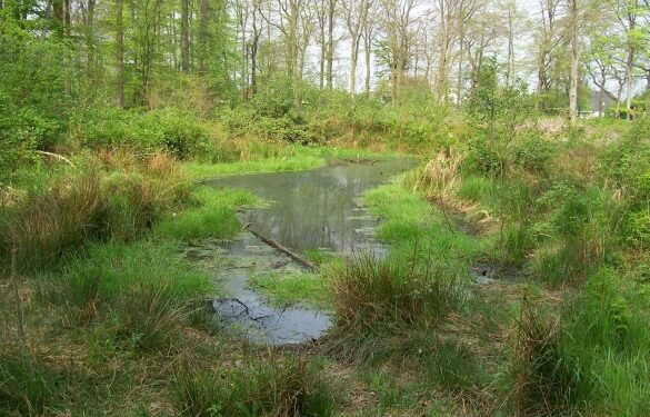 На Звенигородщині чоловіка засудили за безгосподарське використання земель