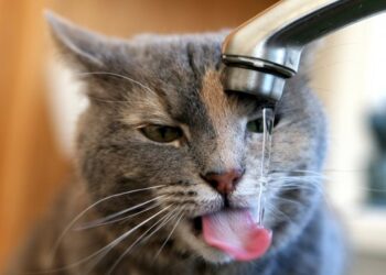 Орієнтовно до 20 години припинили подачу води в деякі будинки Миколаєва 25.01.2026 » Миколаївський Оглядач